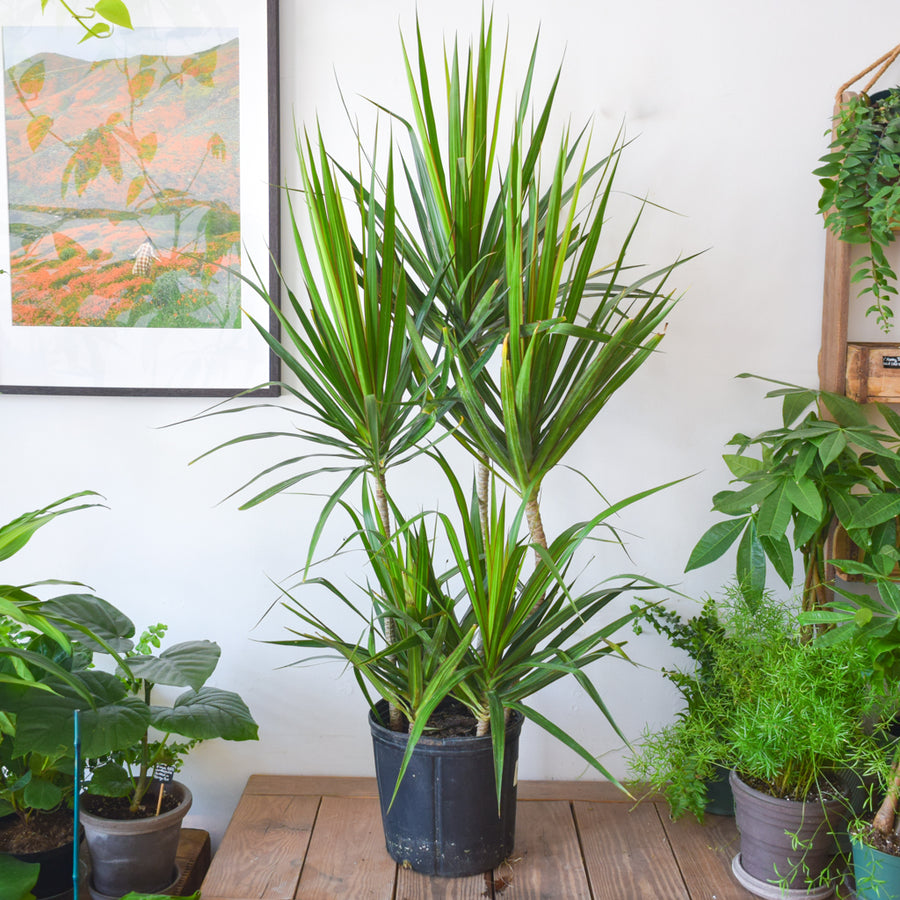 Dracaena Marginata Stagger