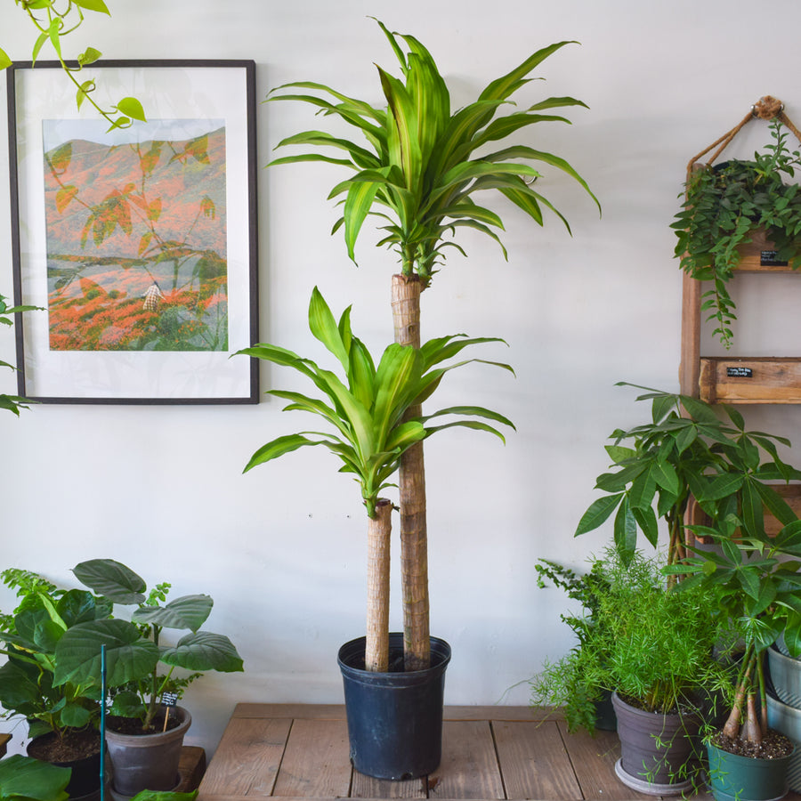 Dracaena Fragrans Mass Cane 3/2
