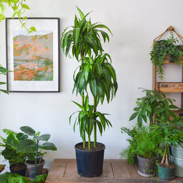 Dracaena Hawaiian Sunshine 3/2/1