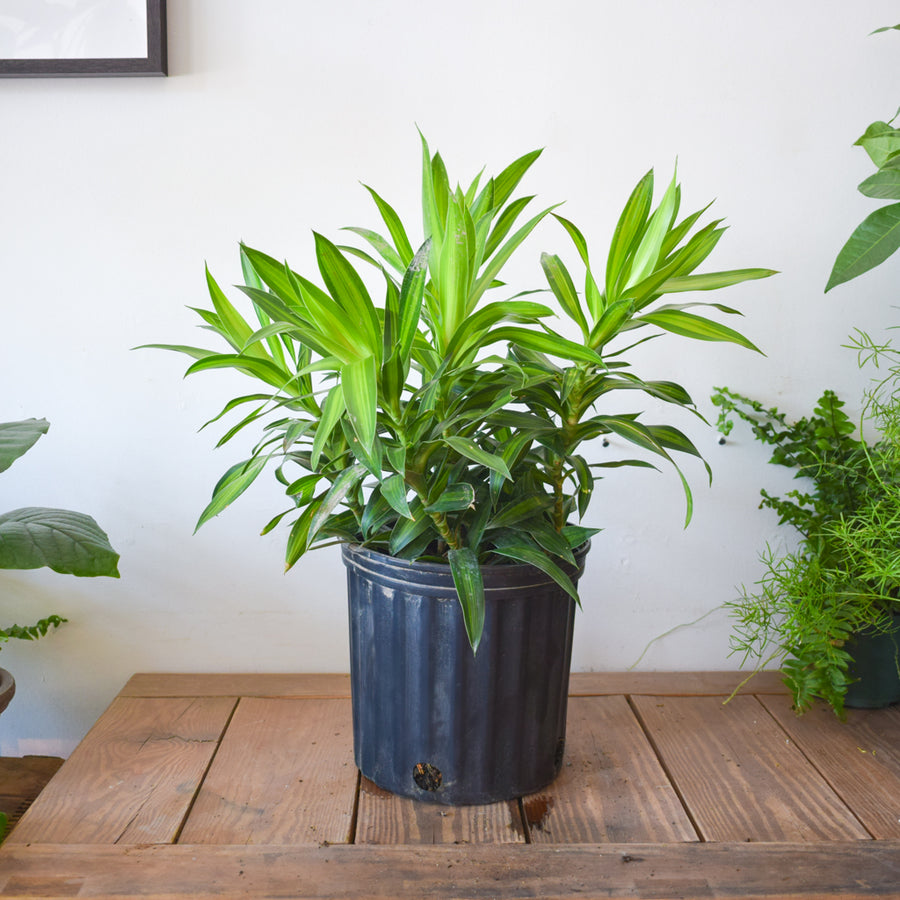 Dracaena Pleomele Reflexa