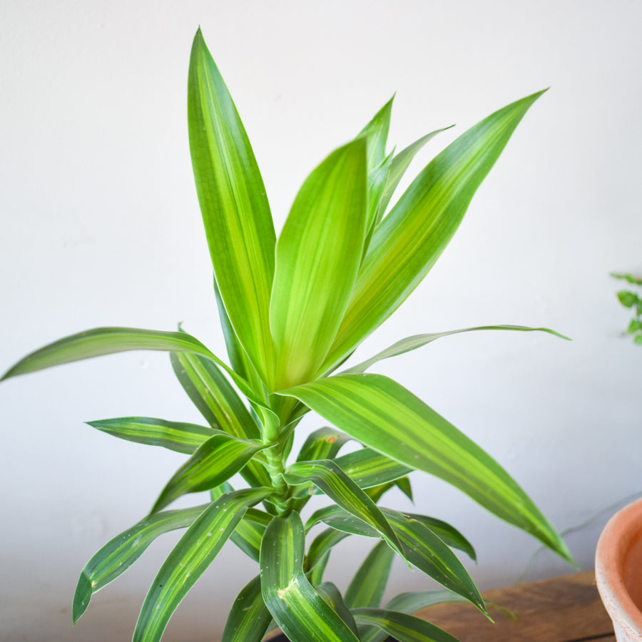 Dracaena Pleomele Reflexa