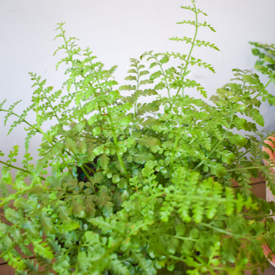 Austral Gem Fern