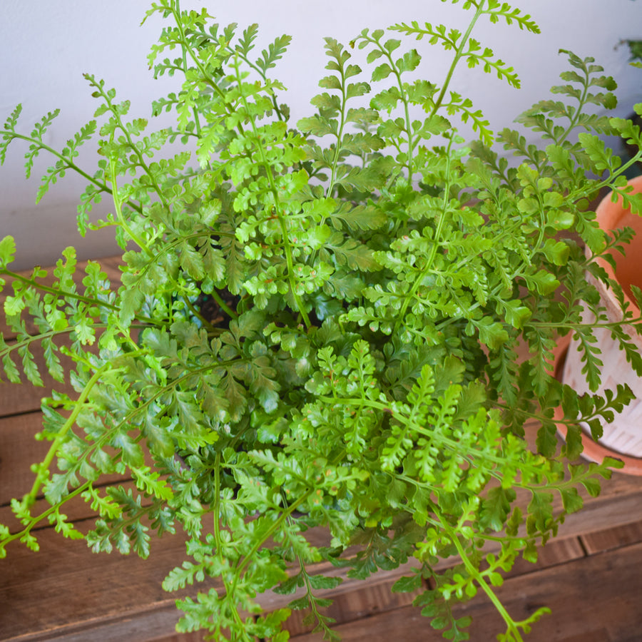 Austral Gem Fern