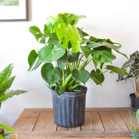 monstera deliciosa toronto Monstera Deliciosa – Plant Society Toronto