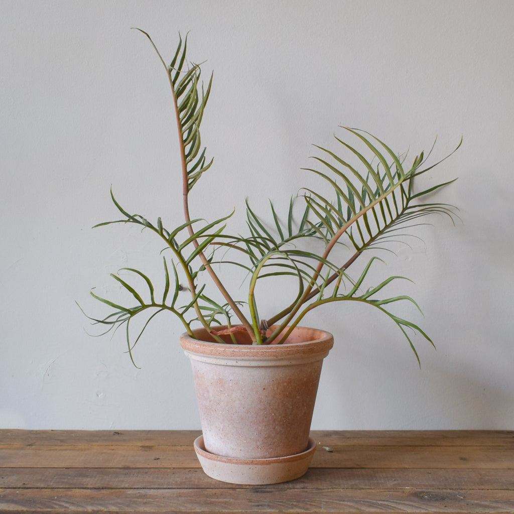 Philodendron Tortum  Plant Society Toronto