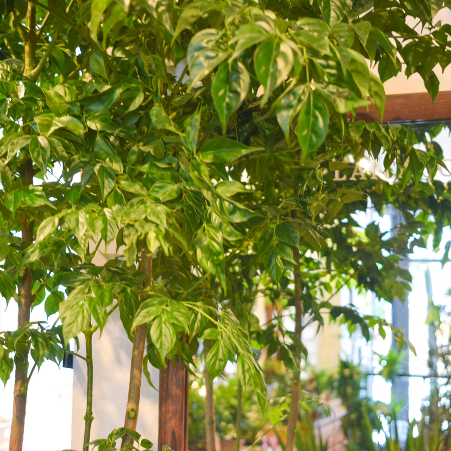 China Doll Plant Radermachera Sinica