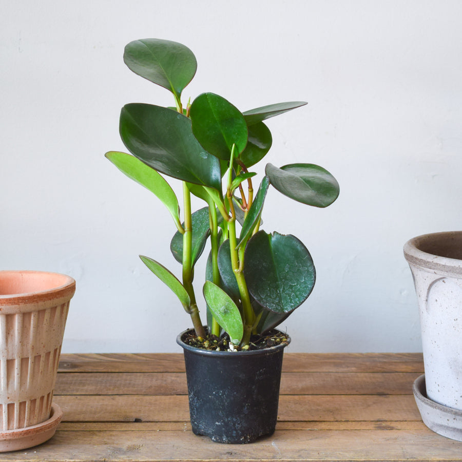 Peperomia Obtusifolia Red Edge