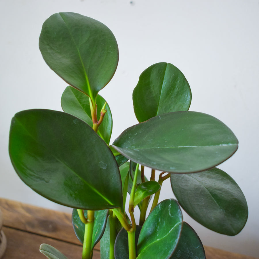Peperomia Obtusifolia Red Edge