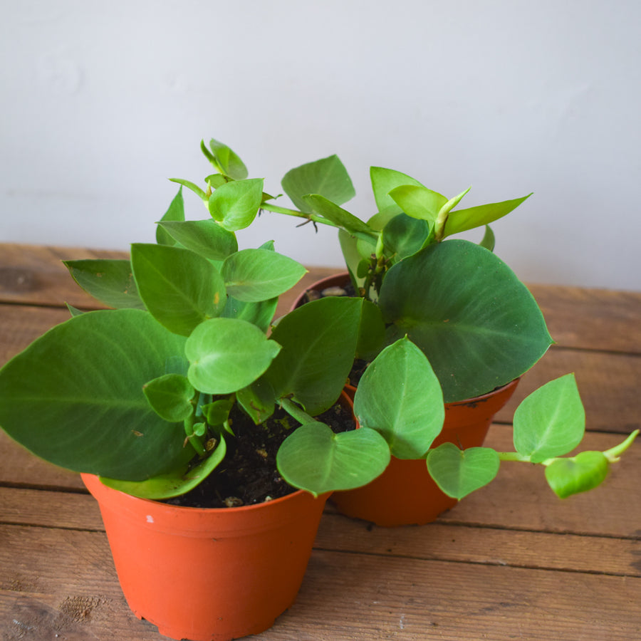 Shingle Plant (Rhaphidophora Korthalsii)