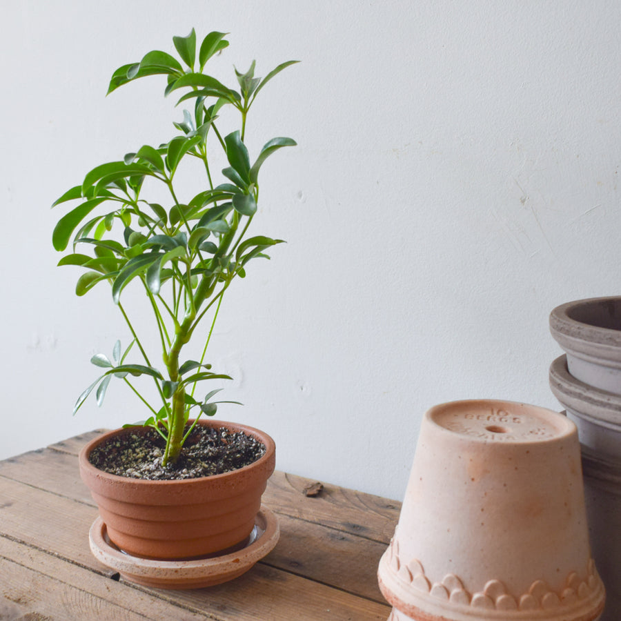 Schefflera Arboricola