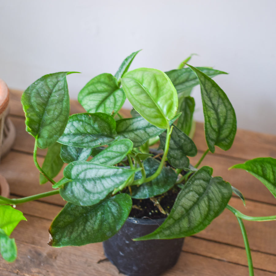 Monstera Siltepecana
