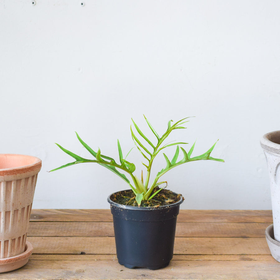 Philodendron Tortum