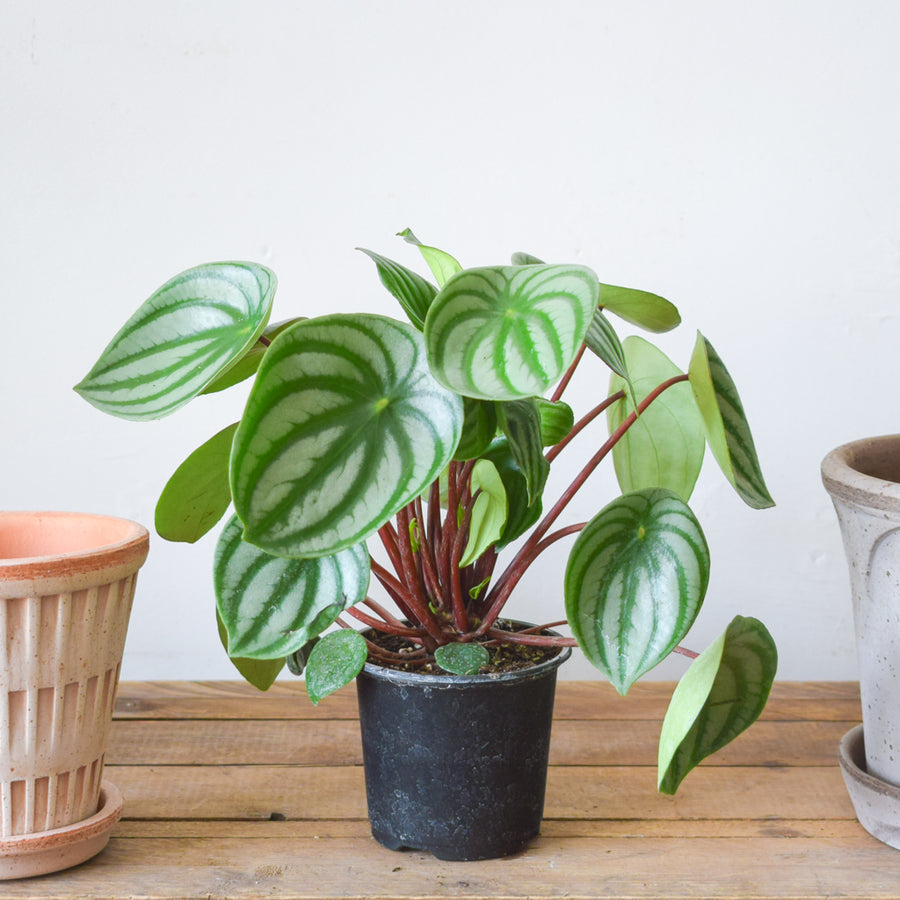 Peperomia Watermelon