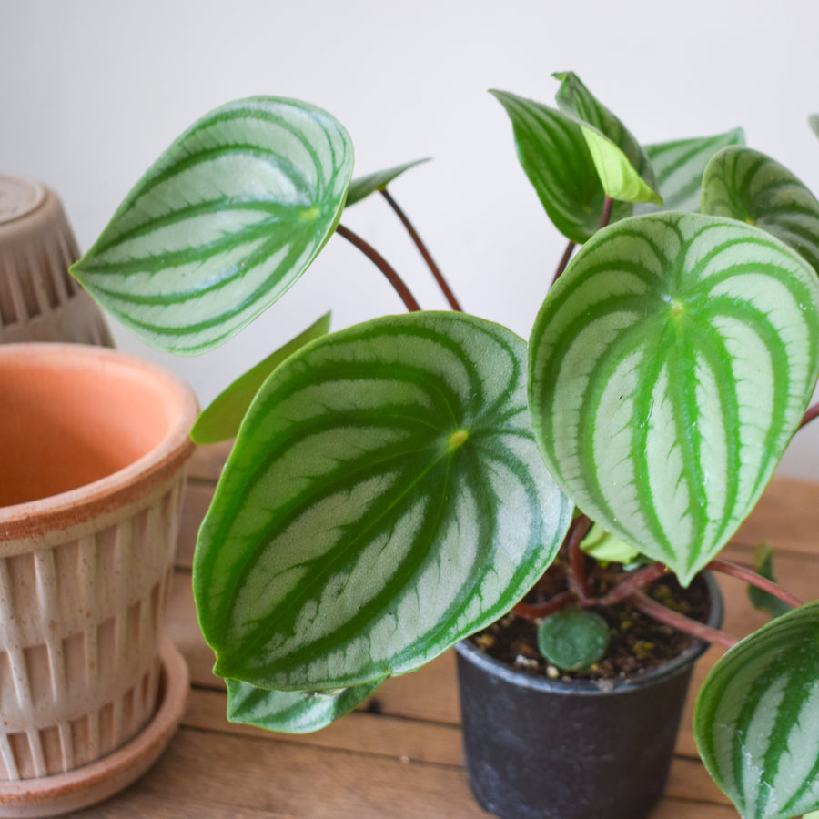 Peperomia Watermelon