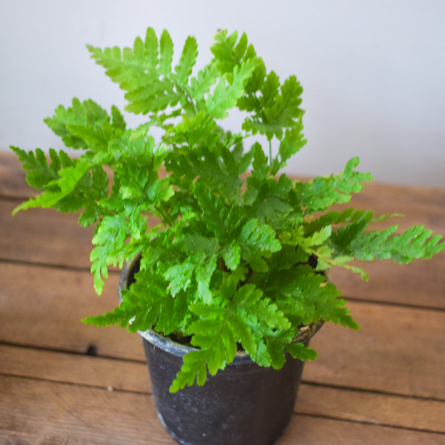 Autumn Fern