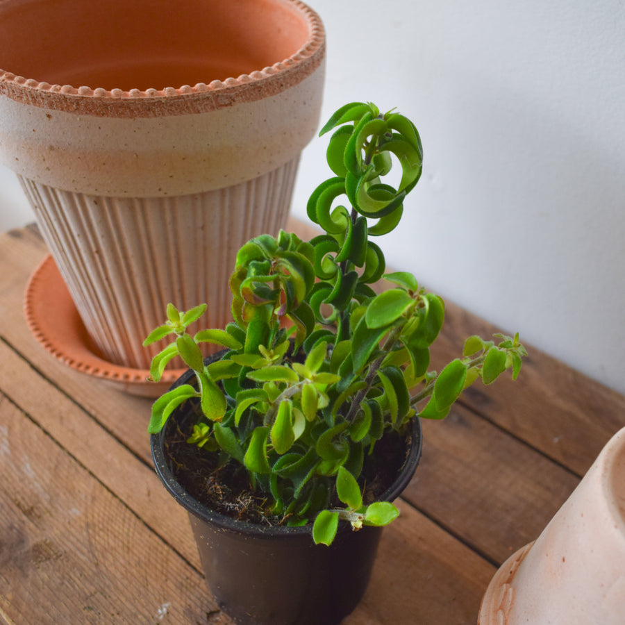 Lipstick Plant Curly