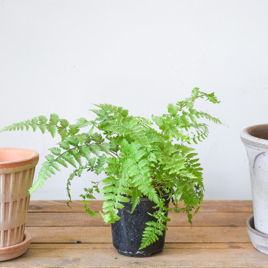 Japanese Painted Fern