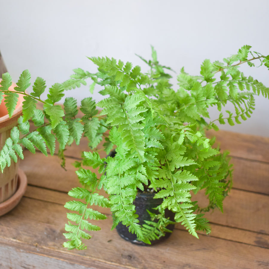 Japanese Painted Fern
