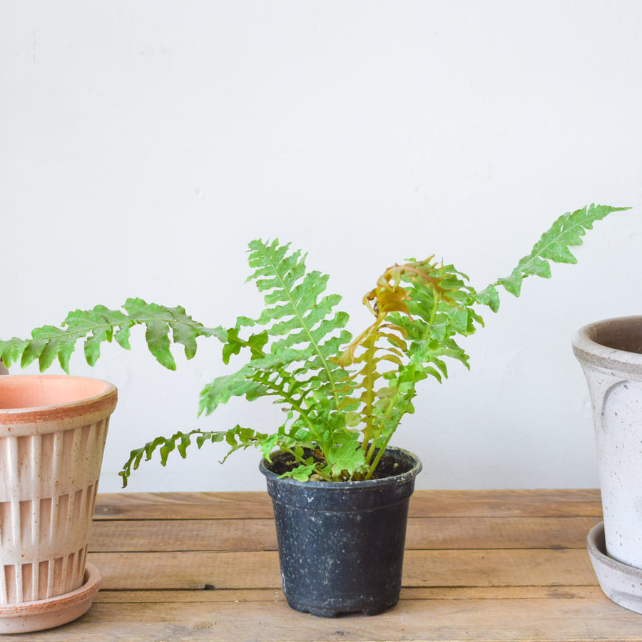 Brazilian Tree Fern