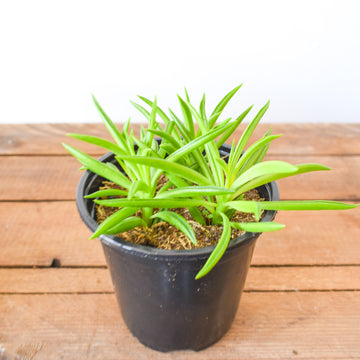 Plants – Page 2 – Plant Society Toronto