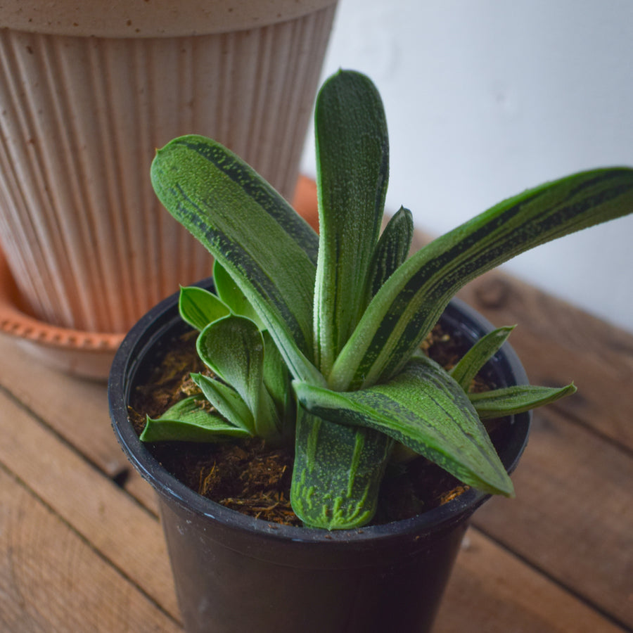 Gasteria 'Little Warty'