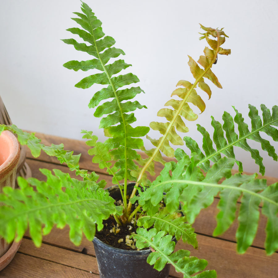 Brazilian Tree Fern