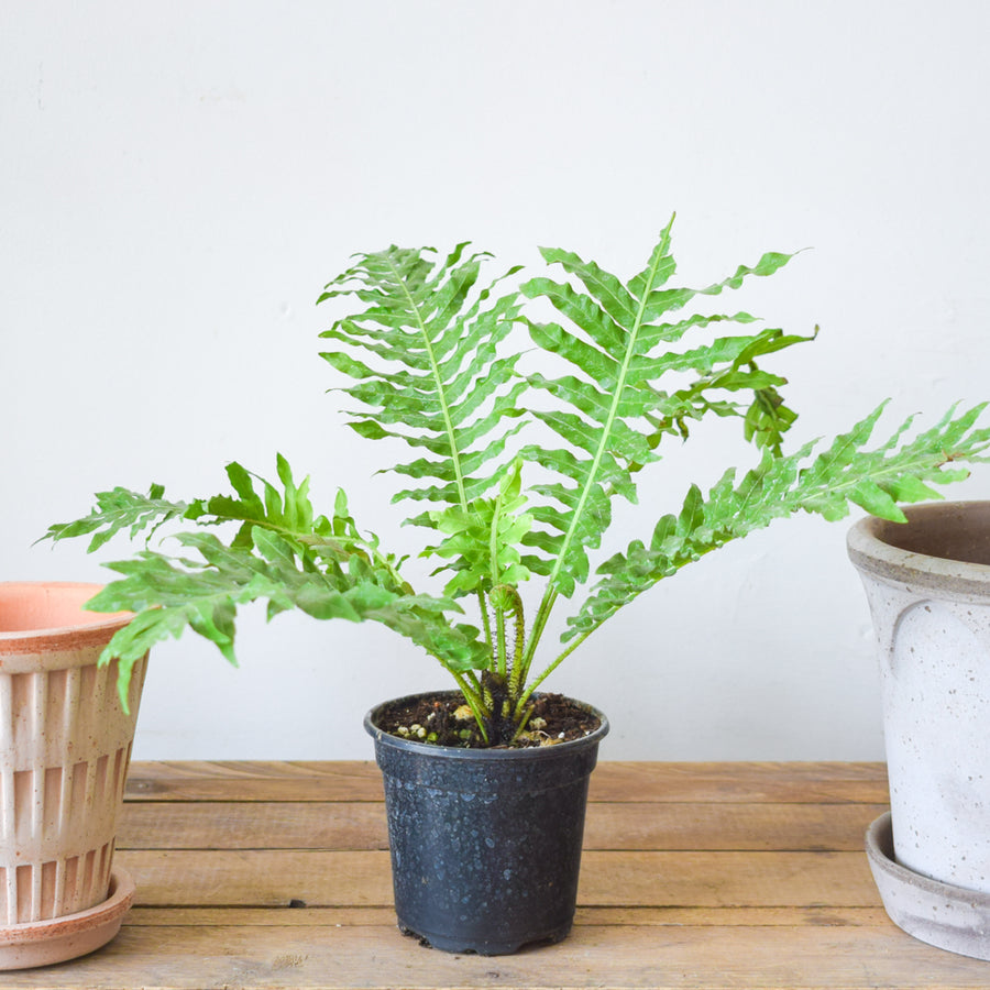 Silver Lady Tree Fern