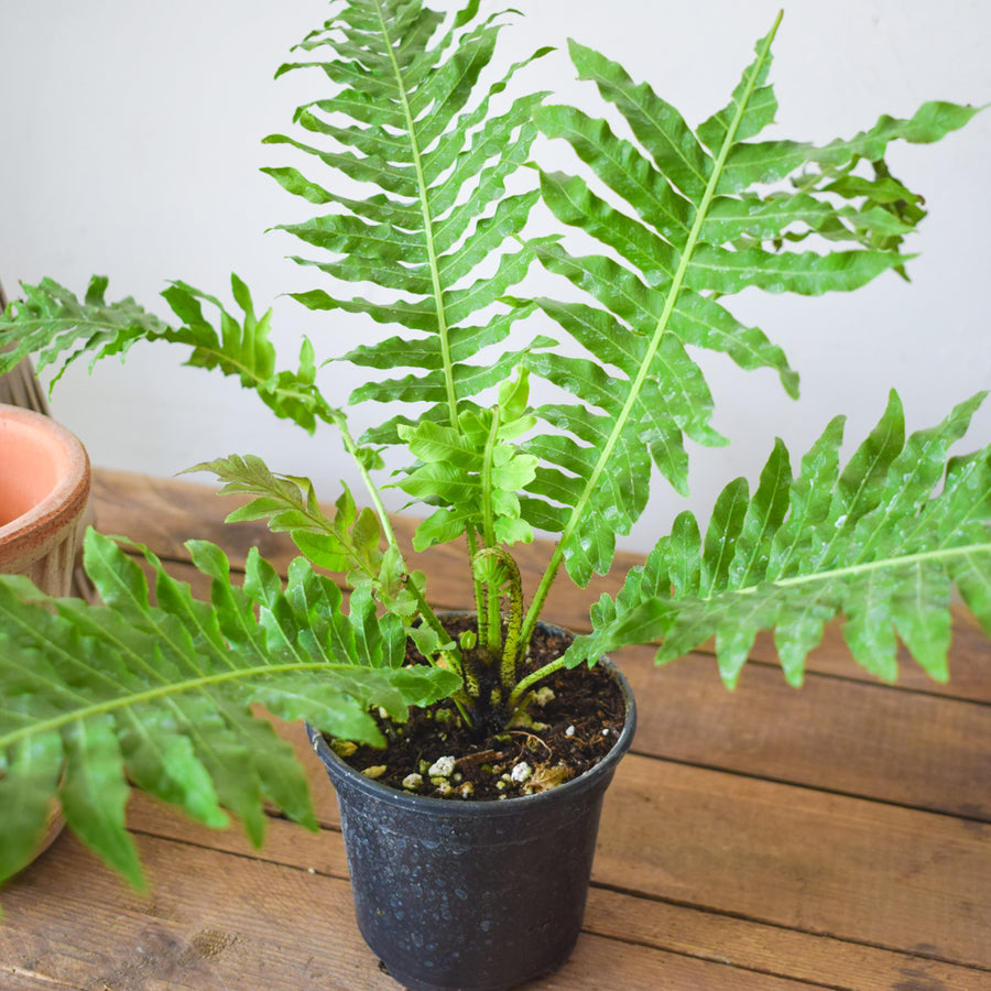 Silver Lady Tree Fern