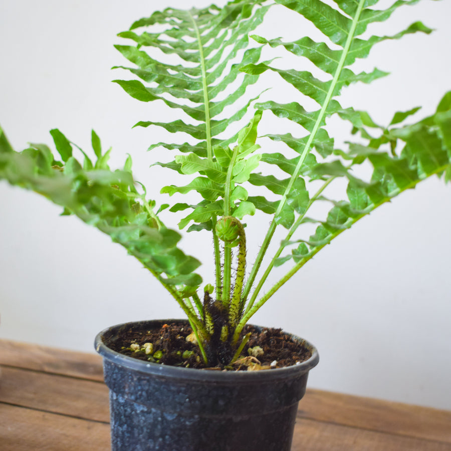 Silver Lady Tree Fern
