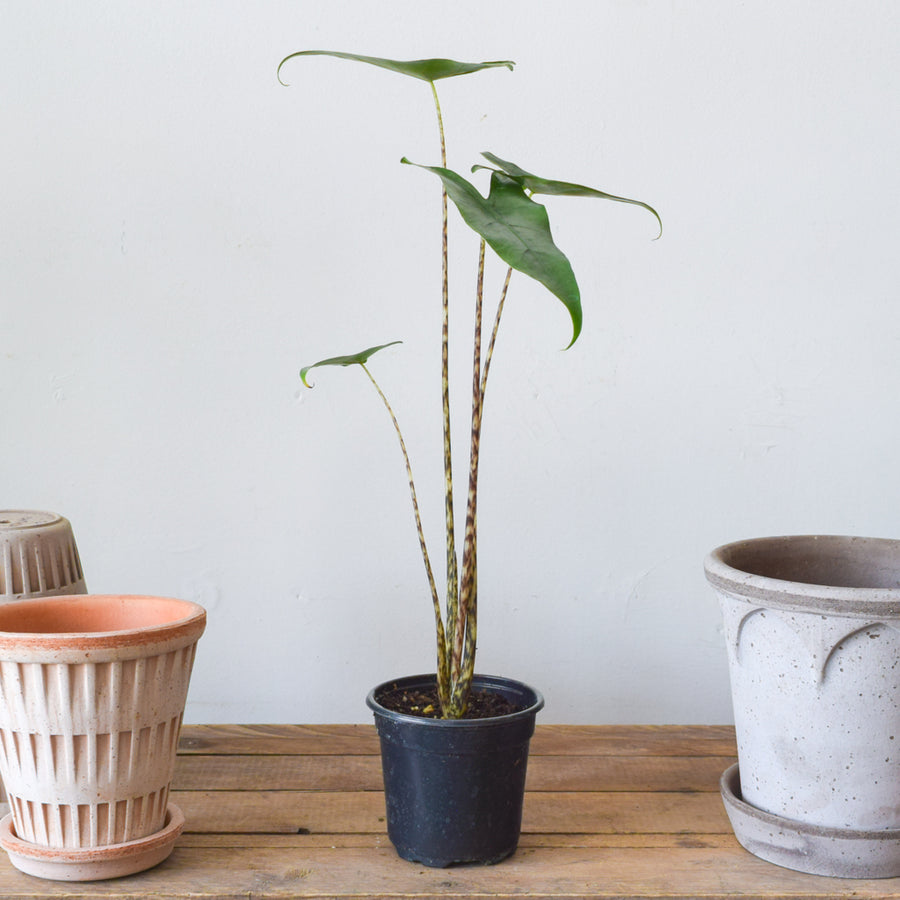 Alocasia Zebrina