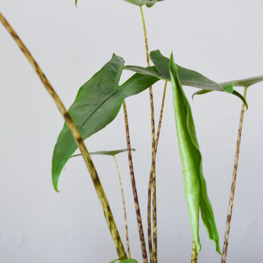 Alocasia Zebrina