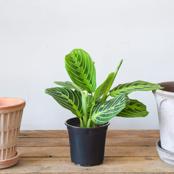 Maranta Prayer Plant