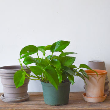 Pothos Green Jade