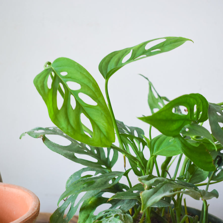 Monstera Adansonii