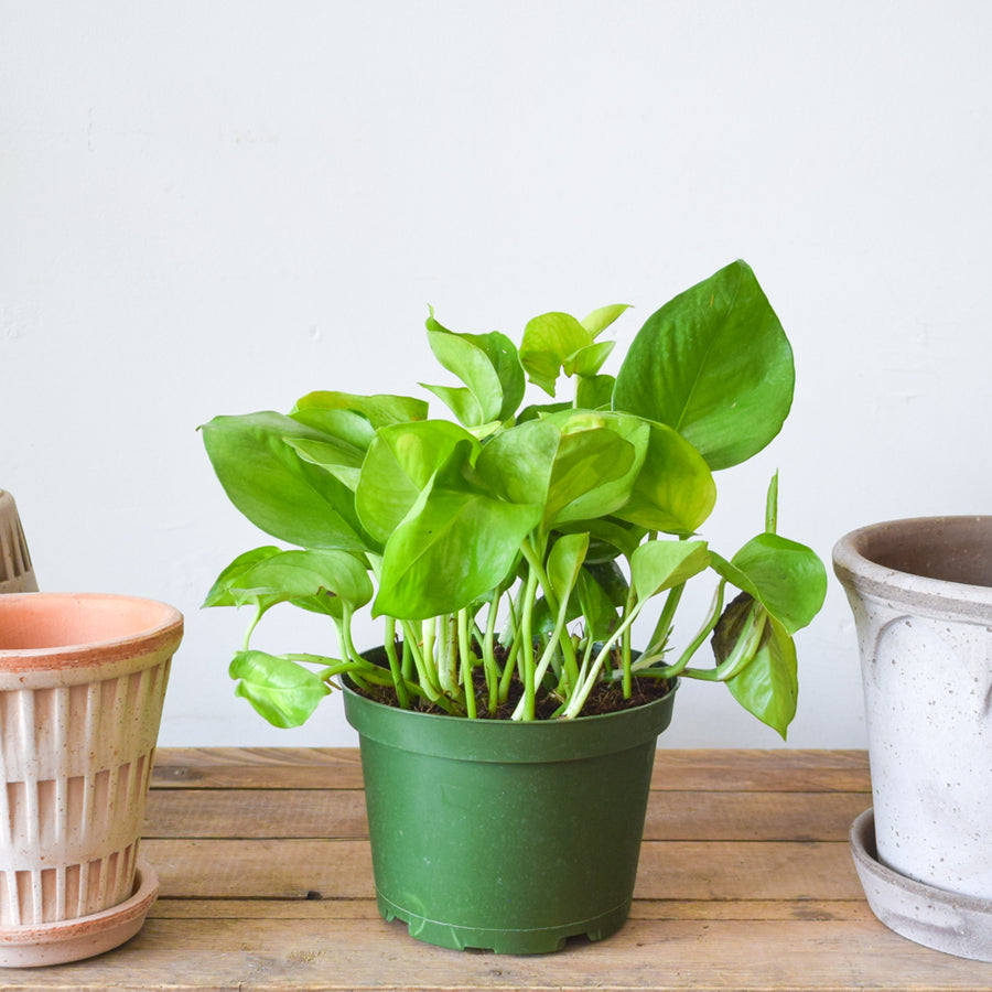 Pothos Global Green