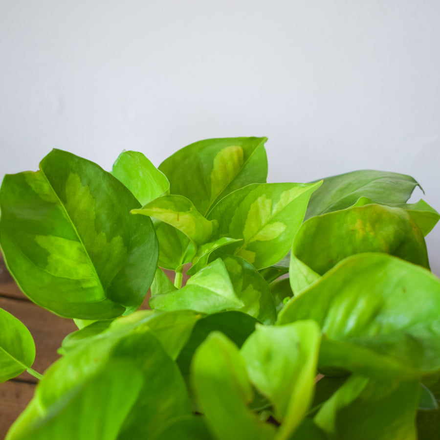 Pothos Global Green