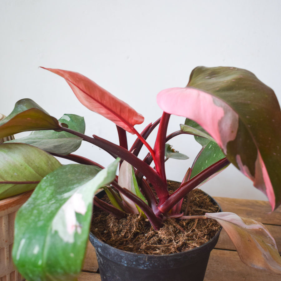 Philodendron Pink Princess