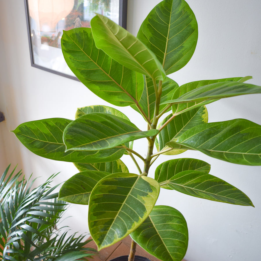 Ficus Altissima