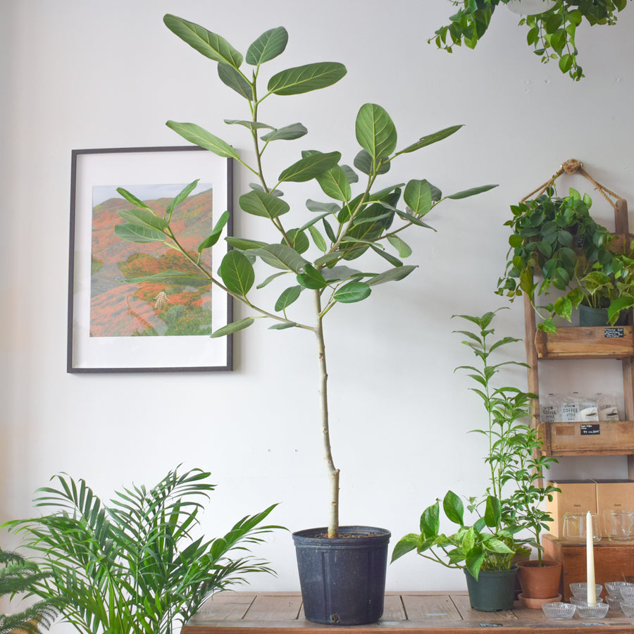 Ficus Audrey Tree