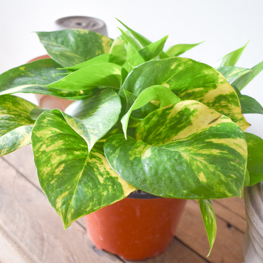 Pothos Golden