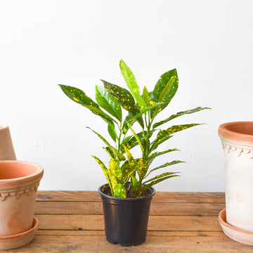 Plants – Page 2 – Plant Society Toronto