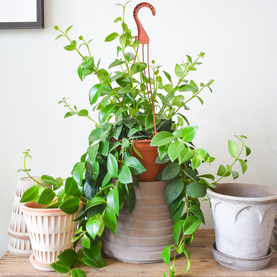Lipstick Plant Mona Lisa