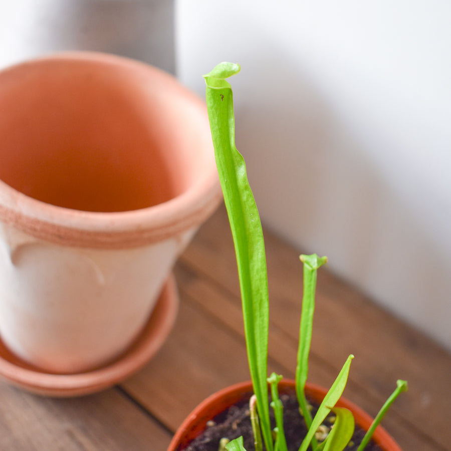 Sarracenia Farnhamii Pitcher Plant