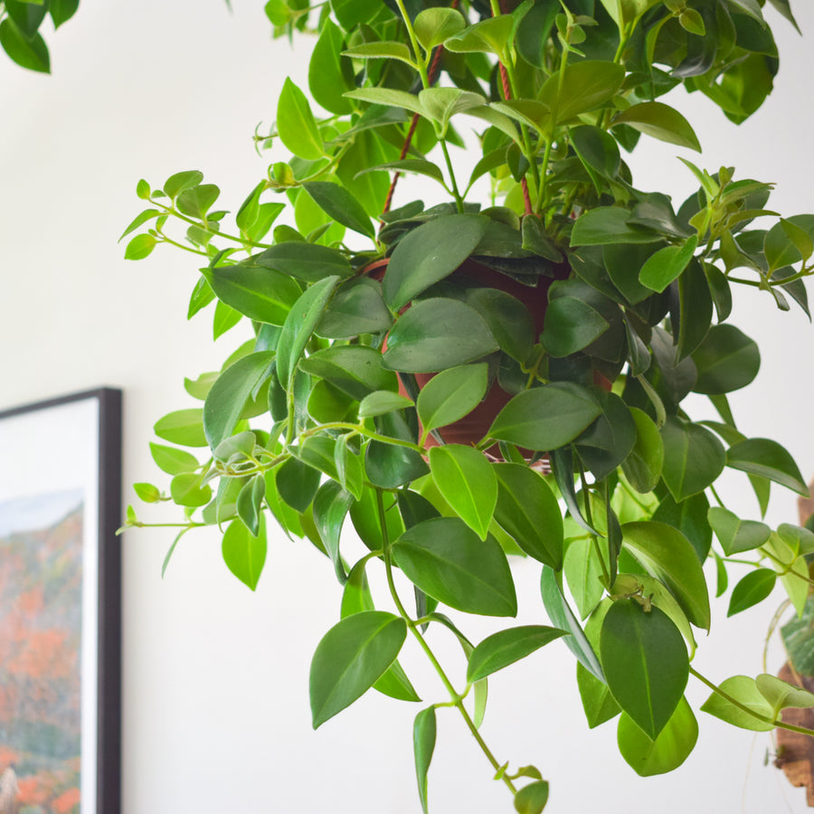 Lipstick Plant Mona Lisa