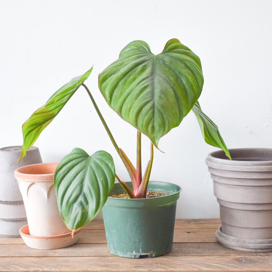 Philodendron Colombia