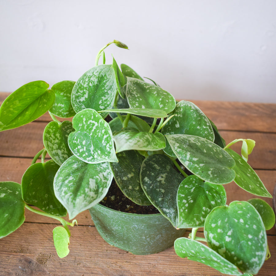 Scindapsus Silvery Ann