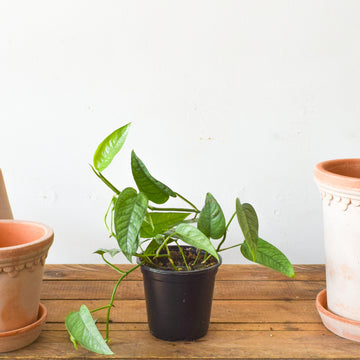 Plants – Page 2 – Plant Society Toronto