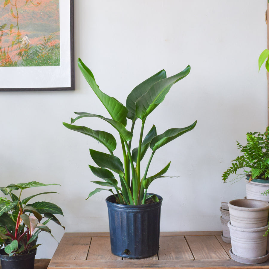 Bird Of Paradise (White Strelitzia Nicolai)