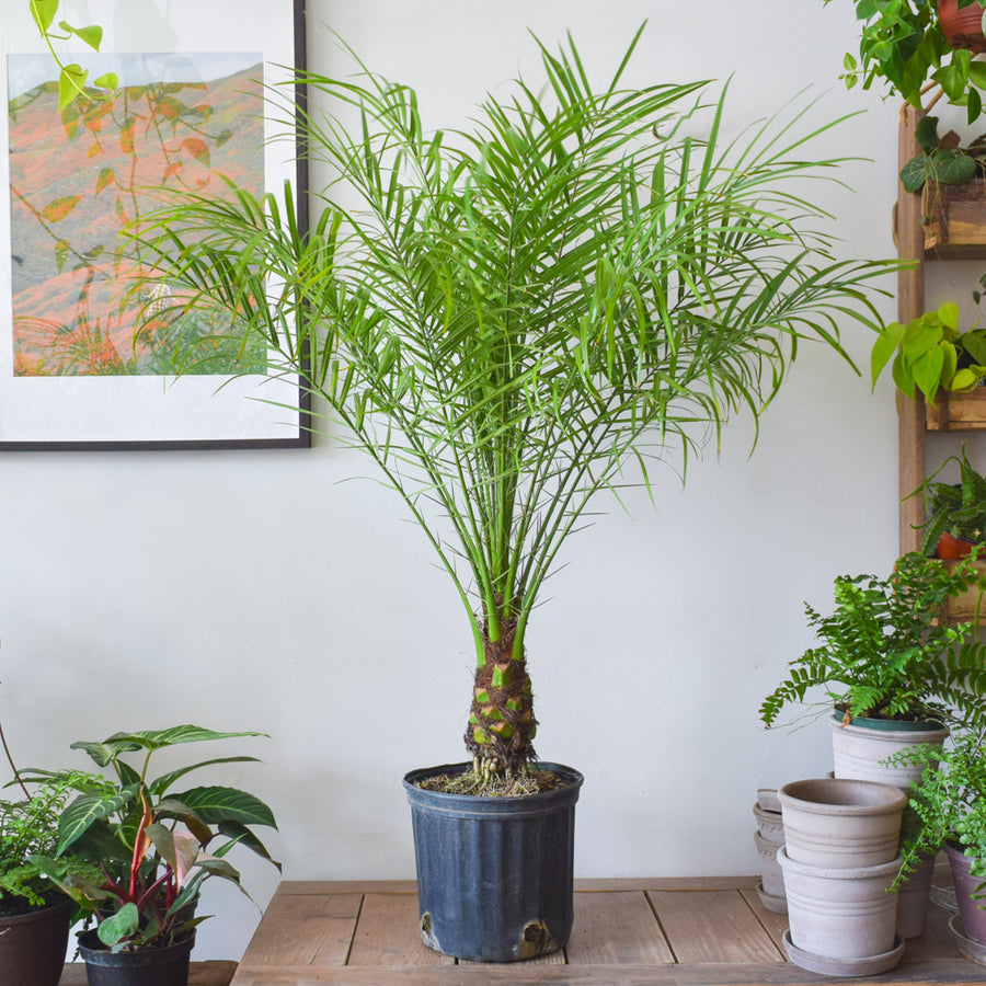 Phoenix Roebelenii Pygmy Date Palm