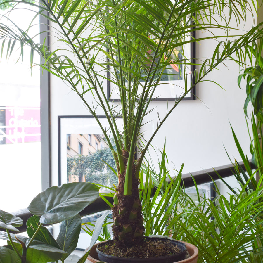 Phoenix Roebelenii Pygmy Date Palm